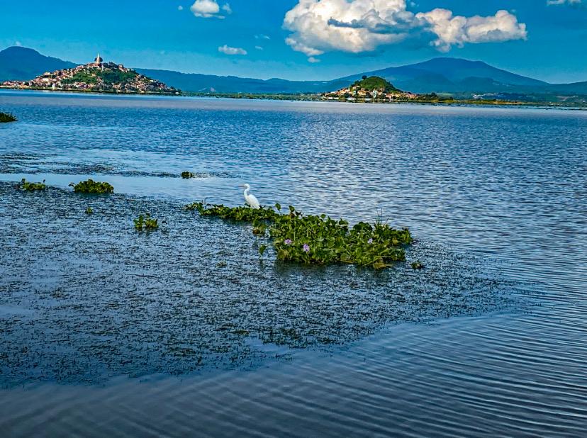 Exterminio Ecológico en el Lago de Pátzcuaro